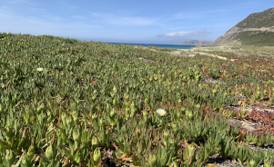 Plantes exotiques envahissantes : comprendre les enjeux et agir collectivement